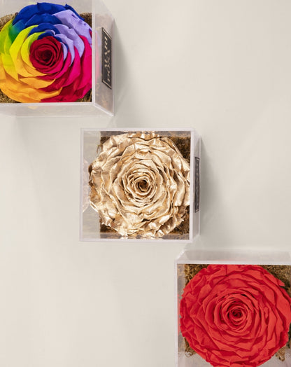 Signature Square Forever Rose Box